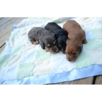 free dachshund puppies in tennessee miniature dachshunds for sale in kingsport tennessee breeds picture free dachshund puppies in tennessee miniature dachshunds for sale in kingsport tennessee breeds picture
