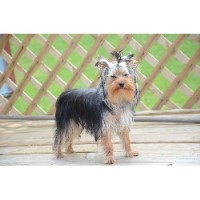 yorkie rescue knoxville tn terrier breeders in tennessee freedoglistings yorkie rescue knoxville tn terrier breeders in tennessee freedoglistings