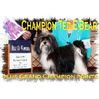 Morningstar Valley Farm Havanese breeder