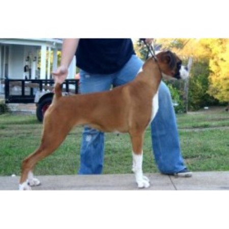 boxer breeders near me boxer breeders near me