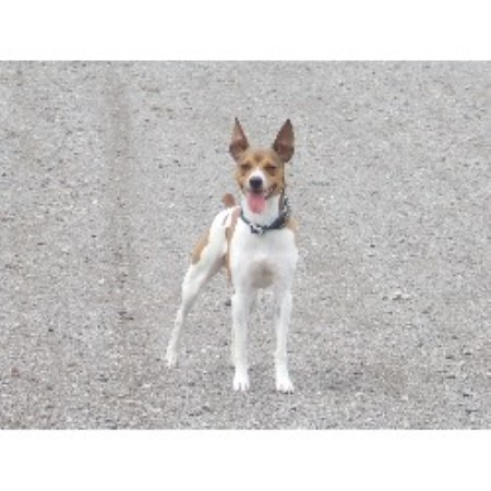 Colborne Ontario Dog Rescue Colborne Ontario Dog Rescue
