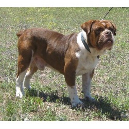 english bull breeders north west terrier Harker American in Breeder Texas Bulldog Bullistic Kennels, Heights, english bull breeders north west terrier Harker American in Breeder Texas Bulldog Bullistic Kennels, Heights,