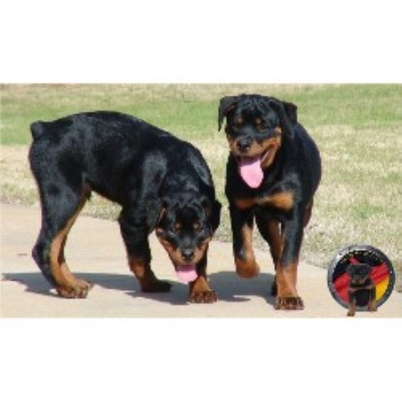 rottweiler puppies for sale atlanta ga der korperkraft rottweilers dkv rottweilers rottweiler breeder in atlanta rottweiler puppies for sale atlanta ga der korperkraft rottweilers dkv rottweilers rottweiler breeder in atlanta