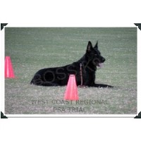 Boss K9 German Shepherd Dog breeder