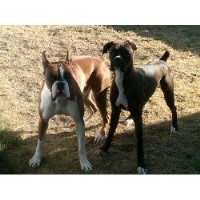 Smokey And The Bandit Dog Breed Smokey And The Bandit Dog Breed