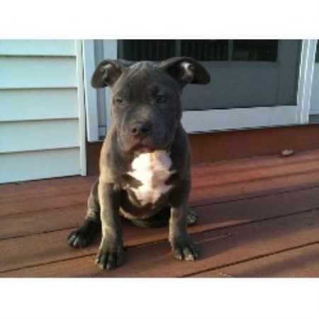 pitbull puppies for sale in nh elite k 9 kennels american pit bull terrier breeder in derry new hshire pitbull puppies for sale in nh elite k 9 kennels american pit bull terrier breeder in derry new hshire