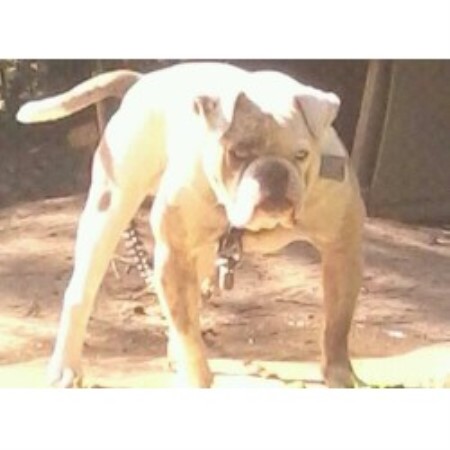 Moodagrass Kennels, Alapaha Blue Blood Bulldog Breeder in ...