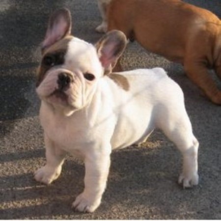 Poetic French Bulldogs, French Bulldog Breeder in Pompano ...