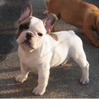 French Bulldog Breeders in Florida | FreeDogListings (Page 1)