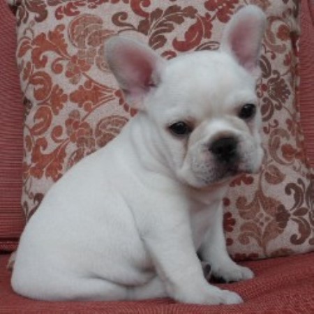 Poetic French Bulldogs, French Bulldog Breeder in Pompano ...