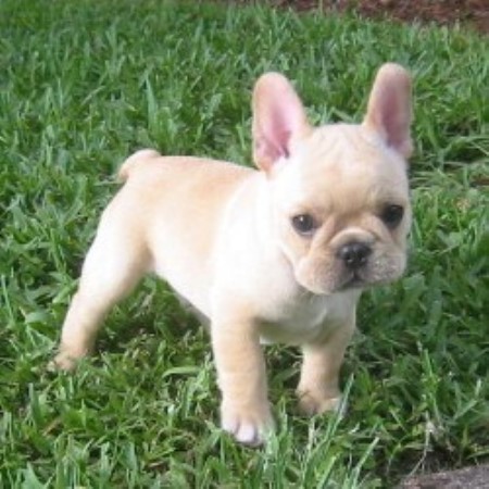 Poetic French Bulldogs, French Bulldog Breeder in Pompano ...