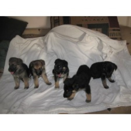 lab puppies kentucky emadens labrador retriever breeder in center kentucky lab puppies kentucky emadens labrador retriever breeder in center kentucky