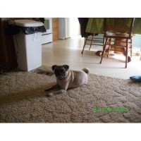 new york pug breeders pug breeders in new york freedoglistings new york pug breeders pug breeders in new york freedoglistings