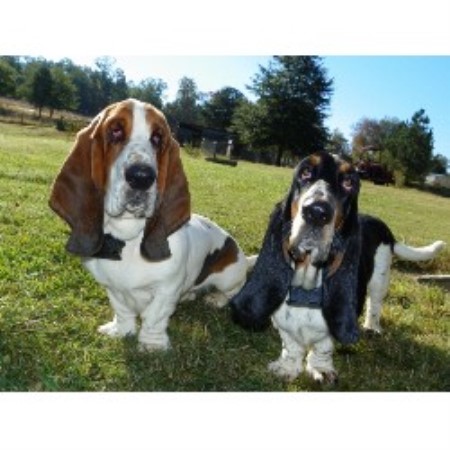 Janzen Family Bassets