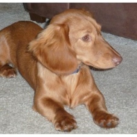 Somarriba S Dachshunds Dachshund Breeder In Elizabethtown Kentucky