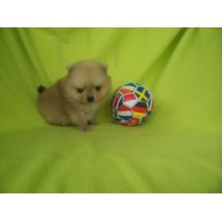 pomeranian louisiana kajun bayou kennels pomeranian breeder in lafayette louisiana pomeranian louisiana kajun bayou kennels pomeranian breeder in lafayette louisiana