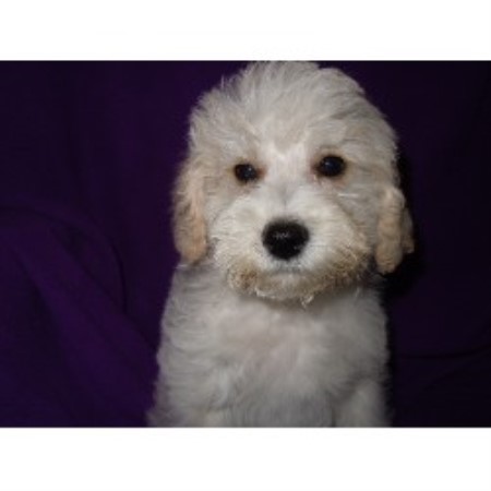 free puppies greenville sc barmor s puppies schnoodle breeder in greenville south carolina free puppies greenville sc barmor s puppies schnoodle breeder in greenville south carolina