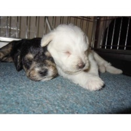 free puppies greenville sc barmor s puppies schnoodle breeder in greenville south carolina free puppies greenville sc barmor s puppies schnoodle breeder in greenville south carolina