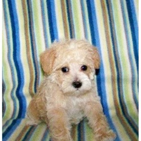 schnoodle puppies breeder breeders carolina south greenville apricot dog freedoglistings