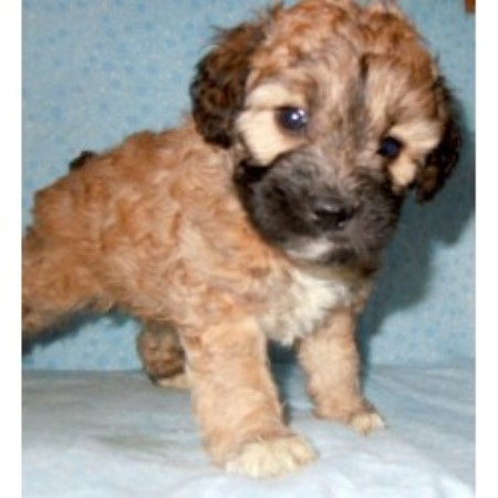 schnoodle puppies breeder carolina south dog greenville