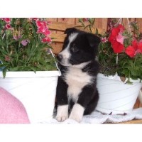 aspen valley karelian bear dogs