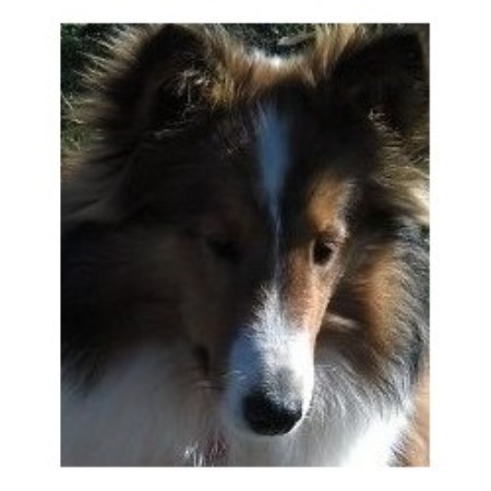 shih tzu puppies for sale in southern indiana southern shelties shetland sheepdog breeder in simpsonville south carolina shih tzu puppies for sale in southern indiana southern shelties shetland sheepdog breeder in simpsonville south carolina