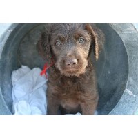Gottaloveadoodle Labradoodle breeder