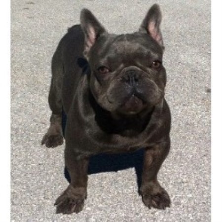 42 Top Photos French Bulldog Puppies Rescue Nj : Best 25+ French bulldog for adoption ideas on Pinterest ...