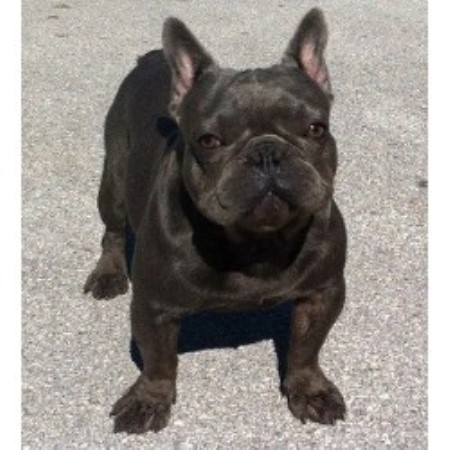 Blue French Bulldog Puppies, French Bulldog Breeder in ...