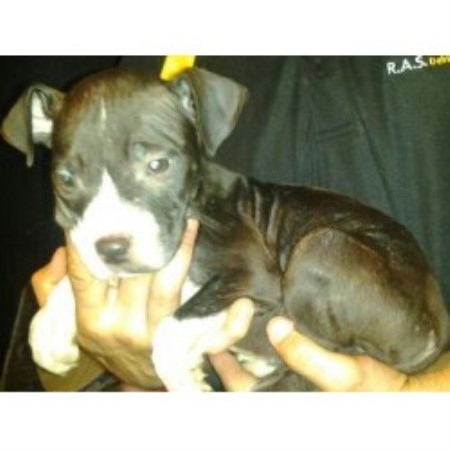 free pitbull puppies in pa my pitz american pit bull terrier breeder in new kensington pennsylvania free pitbull puppies in pa my pitz american pit bull terrier breeder in new kensington pennsylvania