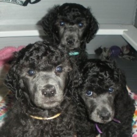 Poodle Standard Breeder 20703