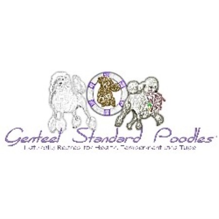 Genteel Standard Poodles