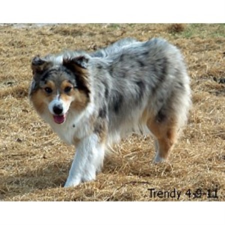 Miown Mini Aussies Miniature Australian Shepherd Breeder In La Vernia Texas