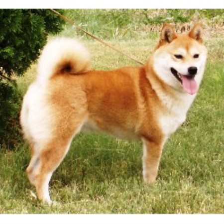 Prairie Shibas Shiba Inu Breeder In Trenton Nebraska