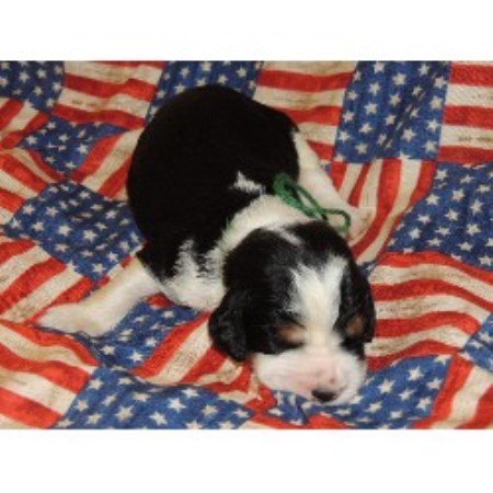 heaven sent springers