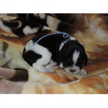 heaven sent springers