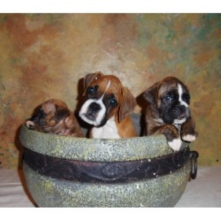 euro american boxer breeders euro american boxer breeders