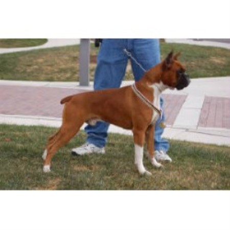 Boxer Puppies For Sale In Missouri Petswall