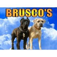 Cane Corso Breeders In Georgia