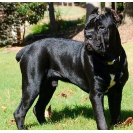 Cane Corso Breeder 20752