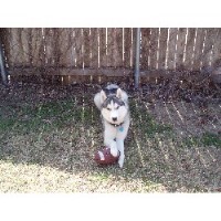 Kelly - Siberian Husky Stud