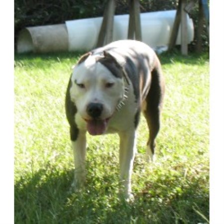 Bully Dog Rescue Ohio Bully Dog Rescue Ohio