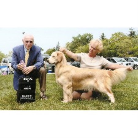 golden retriever rescue toronto ontario bichon breed frise bichon breeders frise ontario bichon breeds picture golden retriever rescue toronto ontario bichon breed frise bichon breeders frise ontario bichon breeds picture
