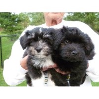moorea havanese havanese breeders in new york freedoglistings moorea havanese havanese breeders in new york freedoglistings