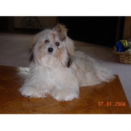 havanese breeders nyc midnight s havanese havanese breeder in lockport new york havanese breeders nyc midnight s havanese havanese breeder in lockport new york