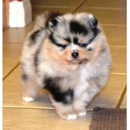pomeranians for sale california deanna pomeranian breeder in hesperia california pomeranians for sale california deanna pomeranian breeder in hesperia california
