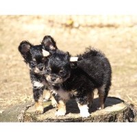 California Natural Rearing Dog Breeders California Natural Rearing Dog Breeders