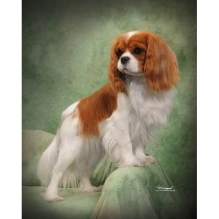 Cavalier King Charles Spaniel Virginia Beach Cavalier King Charles Spaniel Virginia Beach