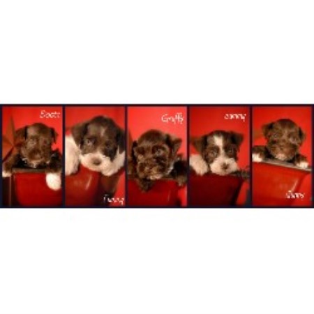 Melanie Miniature Schnauzer Breeder In Price Utah