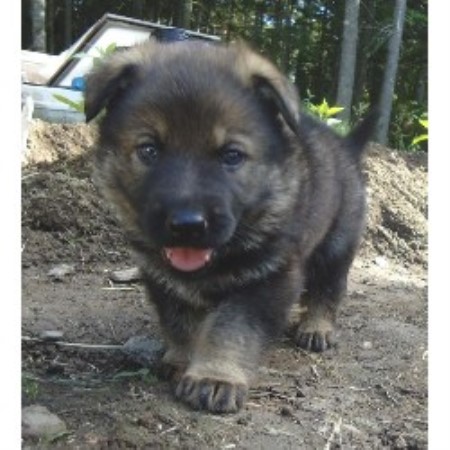 38 Best Photos German Shepherd Puppies Florida Breeders - Be Bright German Shepherds - German Shepherd Puppies For ...